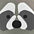 Raccoon