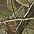 Realtree Hardwoods Camouflage