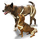 Kinesio Canine Kinesiology Tape for Dogs